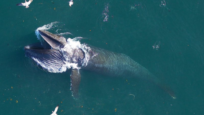 How Climate Change Is Affecting The Humpback Whale