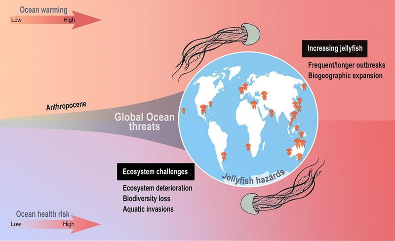 How Climate Change Is Affecting The Jellyfish