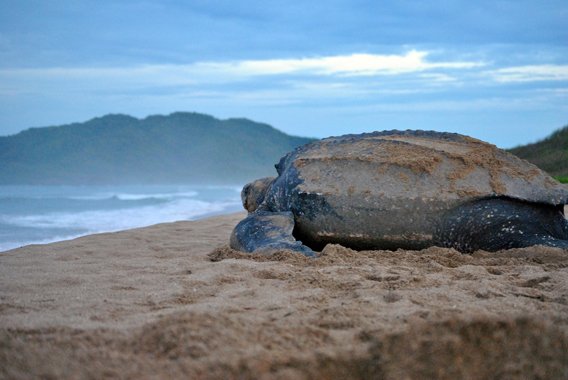 How Climate Change Is Affecting The Leatherback Turtle