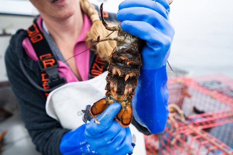 How Climate Change Is Affecting The Lobster