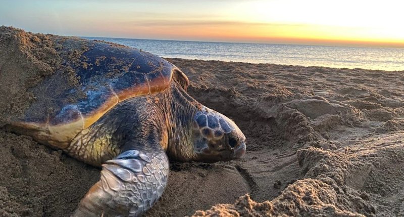How Climate Change Is Affecting The Loggerhead Turtle