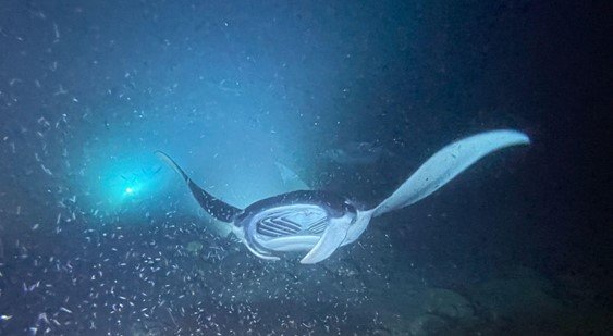 How Climate Change Is Affecting The Manta Ray