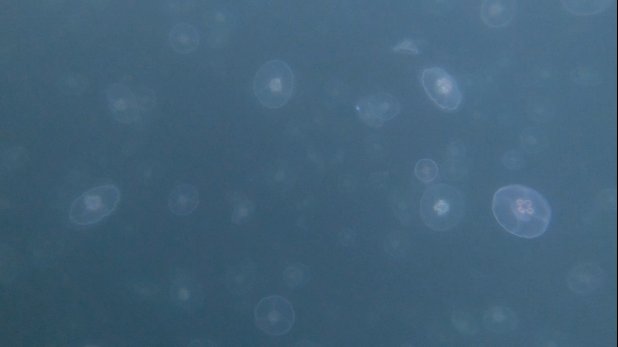 How Climate Change Is Affecting The Moon Jellyfish