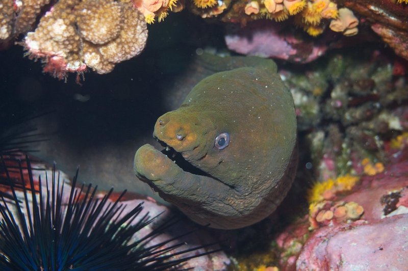 How Climate Change Is Affecting The Moray Eel