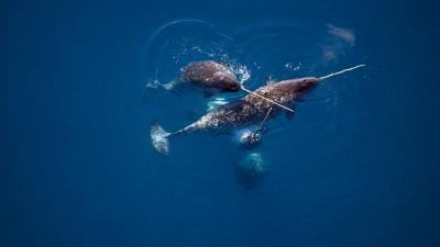 How Climate Change Is Affecting The Narwhal