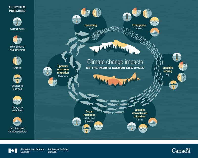 How Climate Change Is Affecting The Salmon