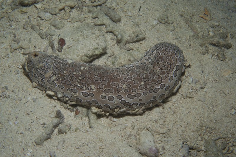 How Climate Change Is Affecting The Sea Cucumber
