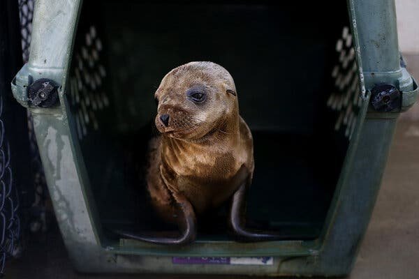 How Climate Change Is Affecting The Sea Lion