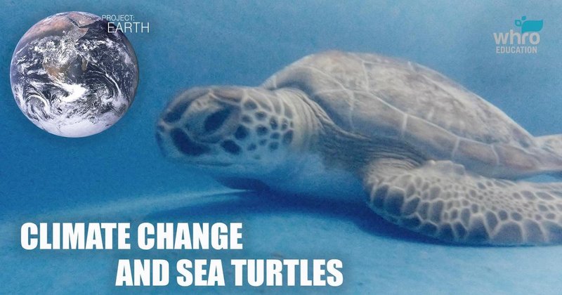 How Climate Change Is Affecting The Sea Turtle