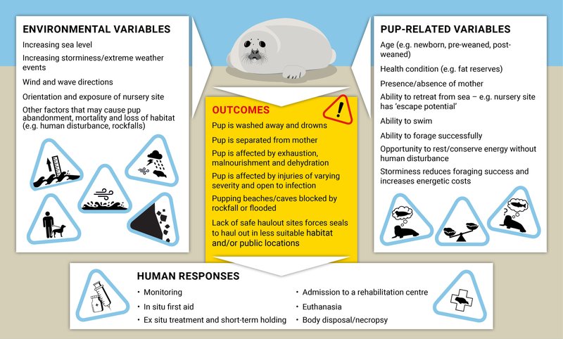 How Climate Change Is Affecting The Seal