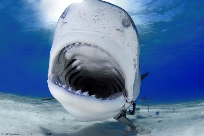 How Climate Change Is Affecting The Shark