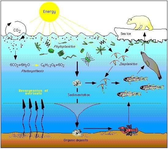 How Climate Change Is Affecting The Snapper