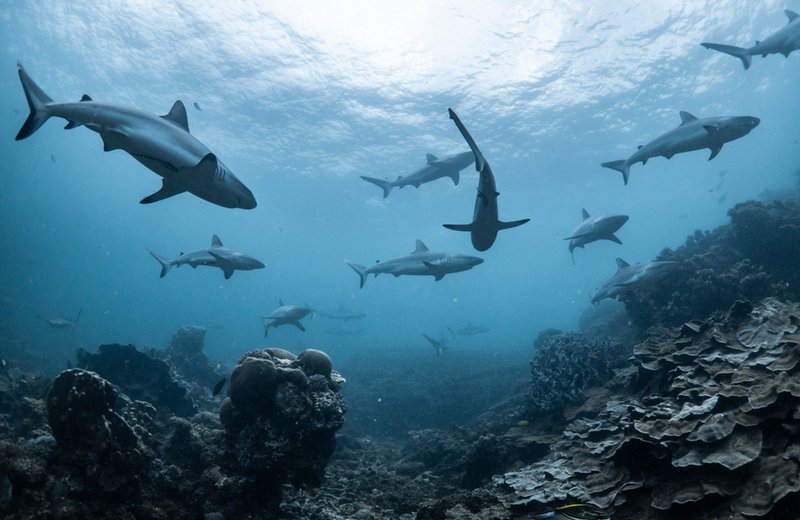 How Climate Change Is Affecting The Tiger Shark