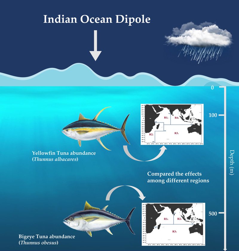 How Climate Change Is Affecting The Tuna