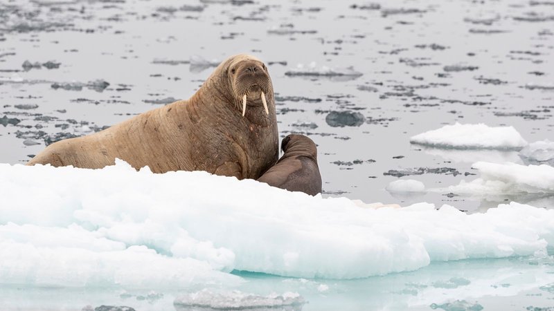 How Climate Change Is Affecting The Walrus
