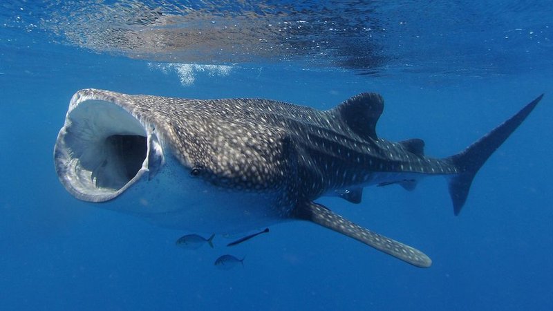 How Climate Change Is Affecting The Whale Shark