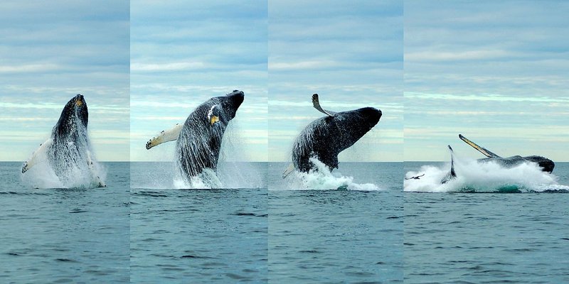 How Climate Change Is Affecting The Whale