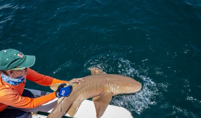 How Climate Change Is Affecting The Zebra Shark