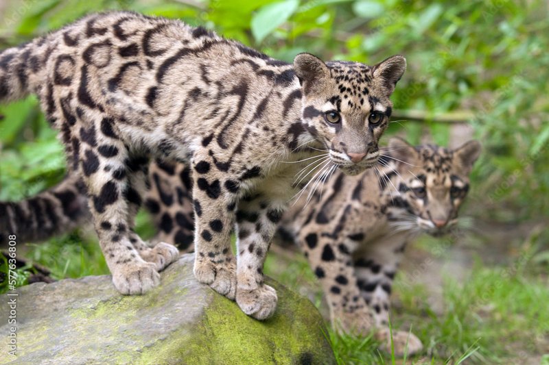 How Clouded Leopards Raise Their Young In The Wild