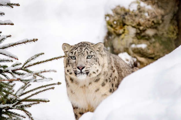 How Clouded Leopards Survive In Harsh Environments