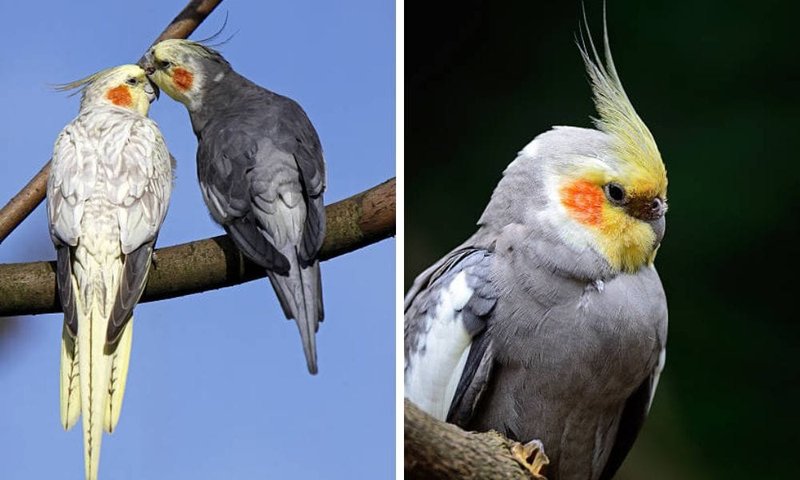 How Cockatiels Adapt To Their Environment