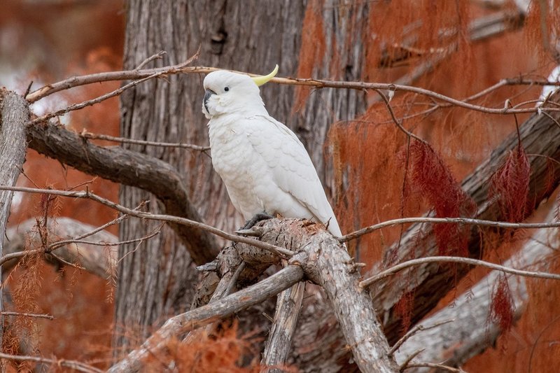 How Cockatoos Adapt To Their Environment