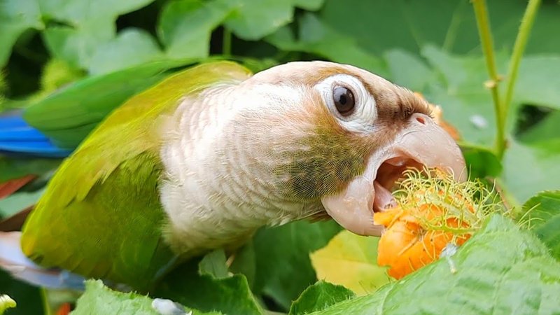 How Conures Adapt To Their Environment