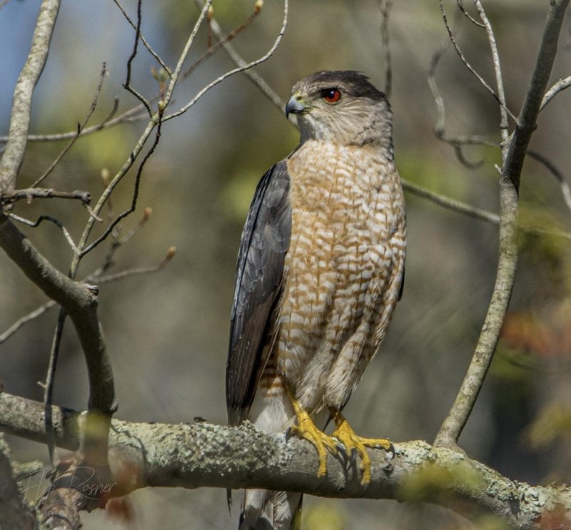 How Cooper’S Hawks Adapt To Their Environment