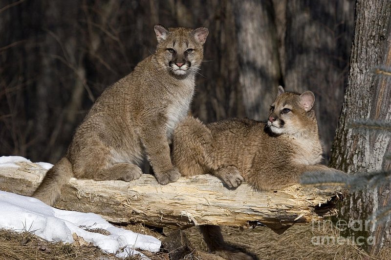 How Cougars Raise Their Young In The Wild