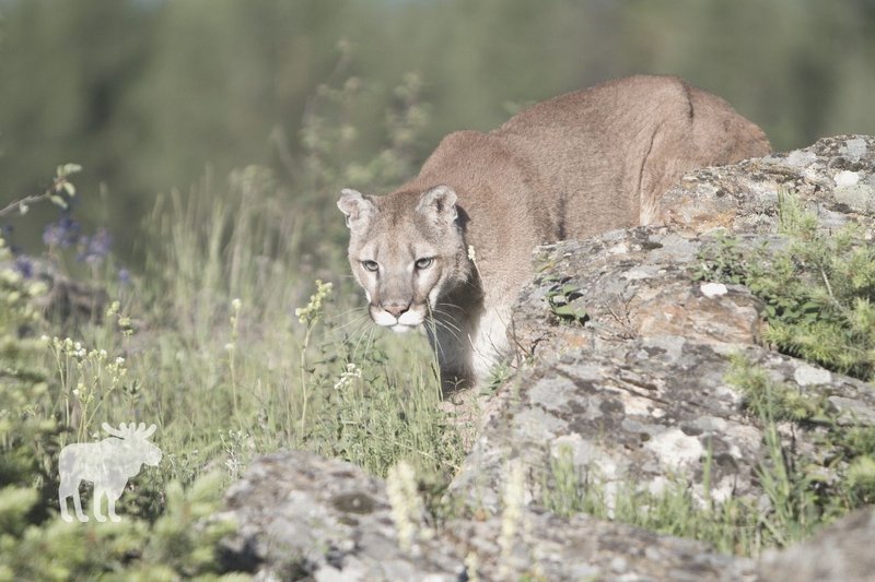 How Cougars Survive In Harsh Environments