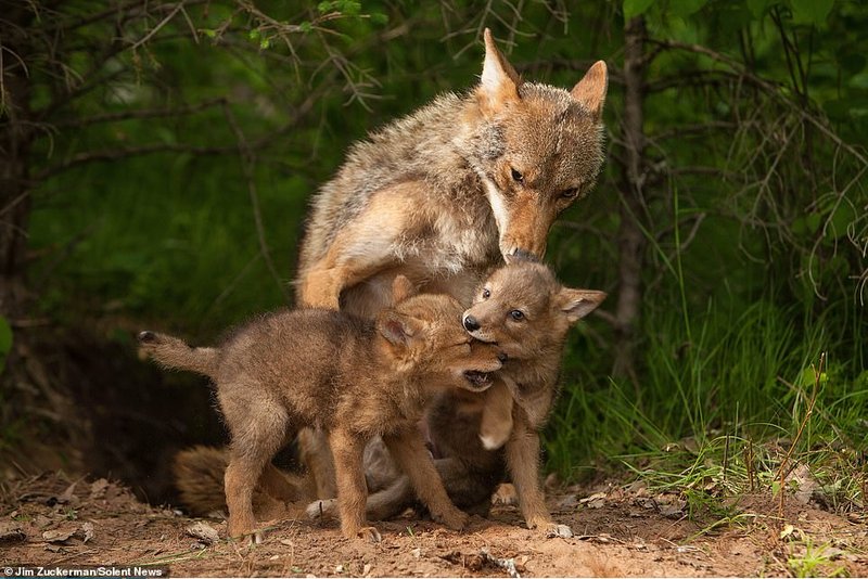 How Coyotes Raise Their Young In The Wild