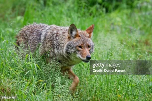 How Coyotes Survive In Harsh Environments