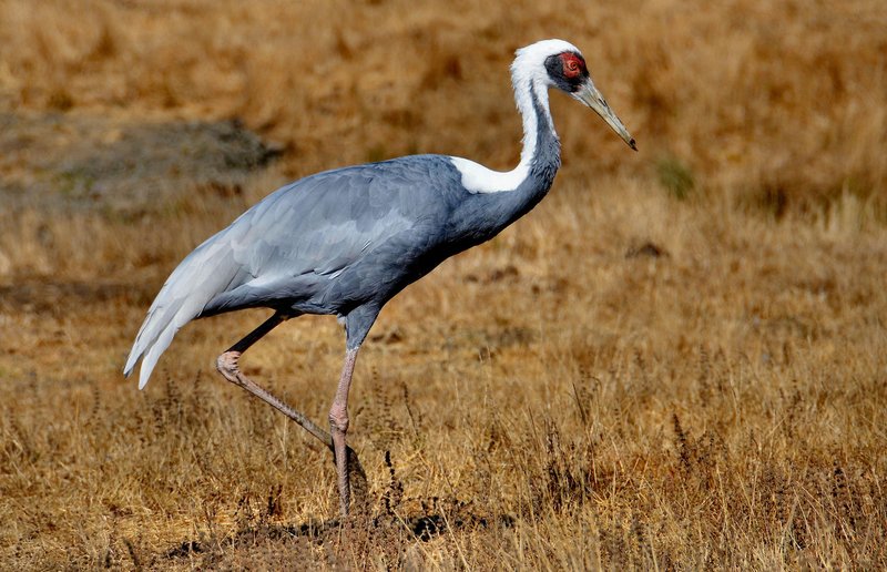 How Cranes Adapt To Their Environment