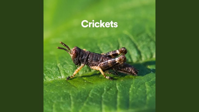 How Crickets Communicate And Interact