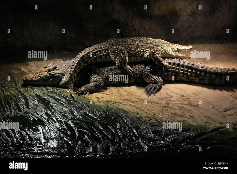 How Crocodiles Raise Their Young In The Wild