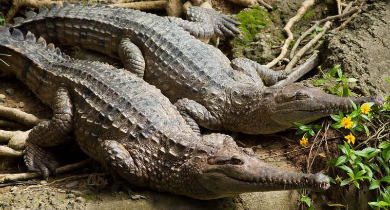 How Crocodiles Survive In Harsh Environments