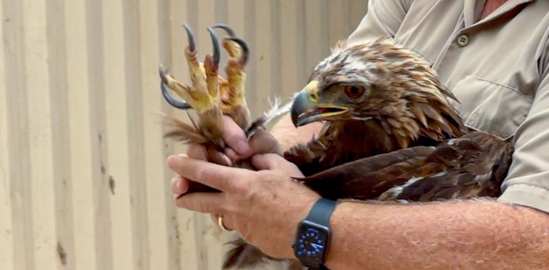 How Crowned Eagles Adapt To Their Environment