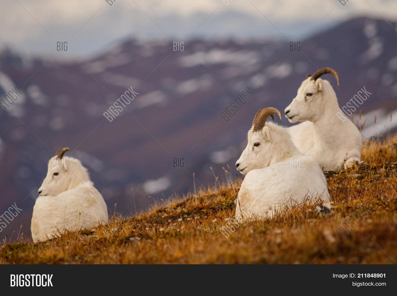 How Dall Sheeps Survive In Harsh Environments
