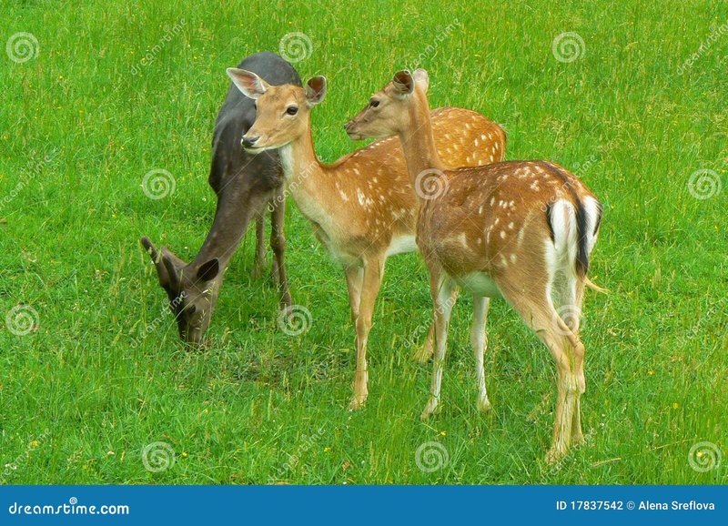 How Deers Raise Their Young In The Wild