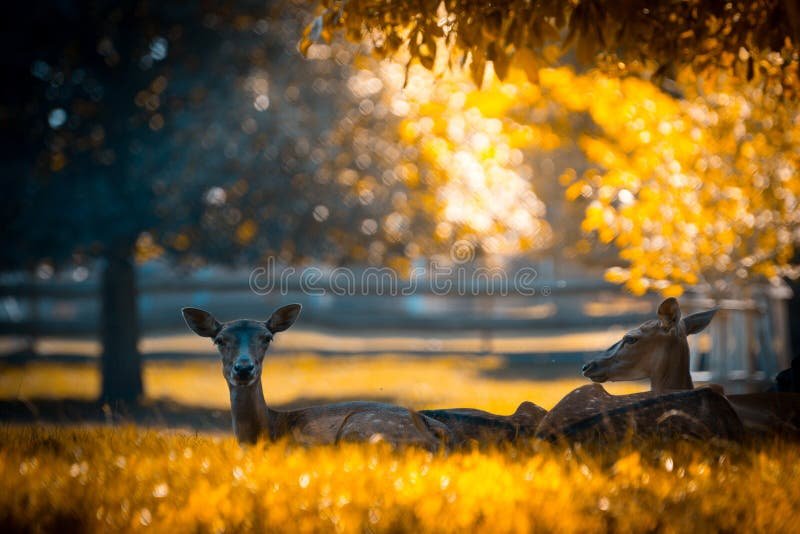 How Deers Survive In Harsh Environments