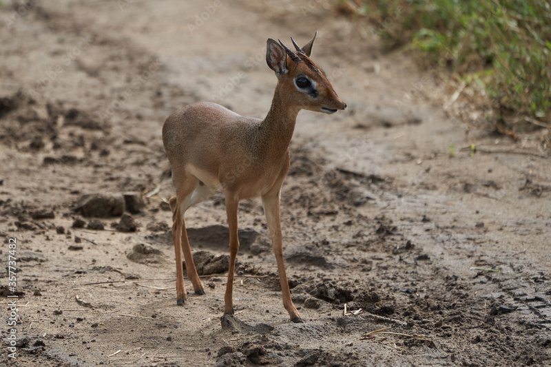 How Dik-Diks Raise Their Young In The Wild