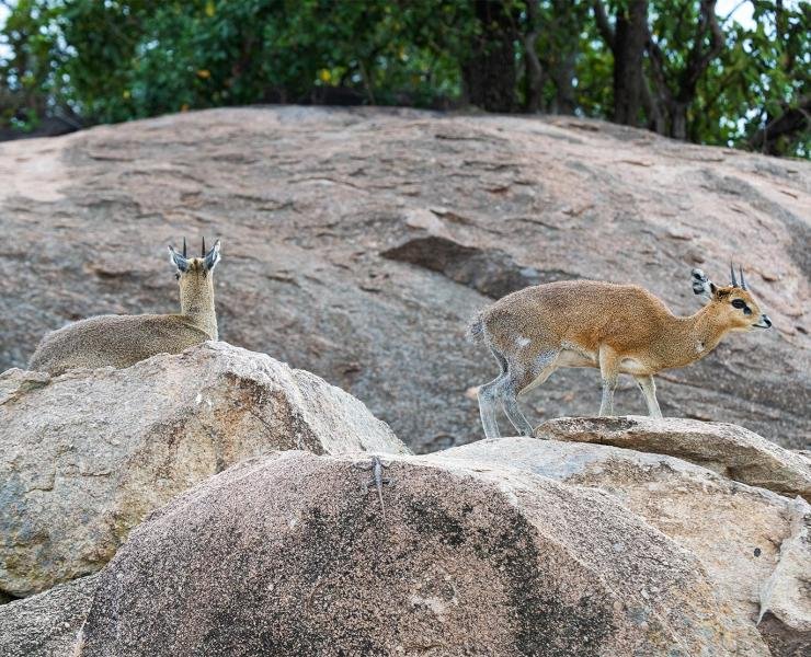 How Dik-Diks Survive In Harsh Environments