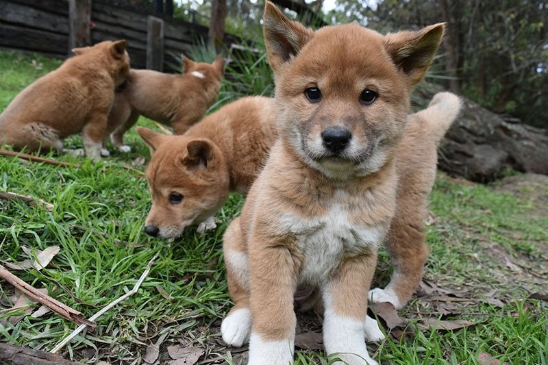How Dingos Raise Their Young In The Wild