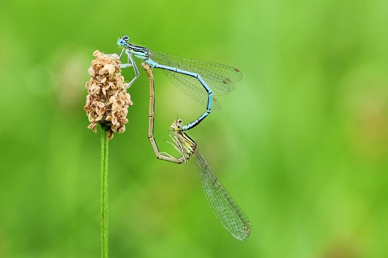 How Dragonflys Communicate And Interact