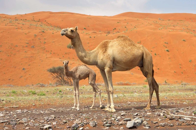 How Dromedarys Survive In Harsh Environments