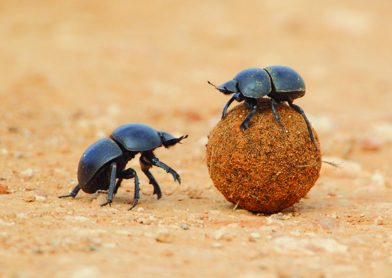 How Dung Beetles Communicate And Interact