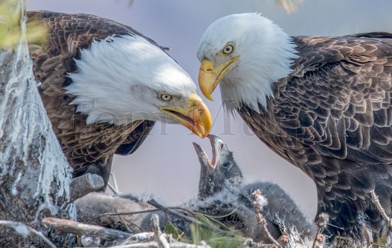 How Eagles Adapt To Their Environment