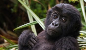 How Eastern Gorillas Survive In Harsh Environments