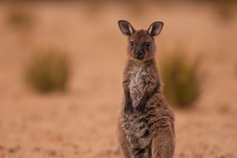How Eastern Grey Kangaroos Raise Their Young In The Wild