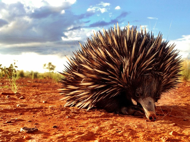 How Echidnas Survive In Harsh Environments